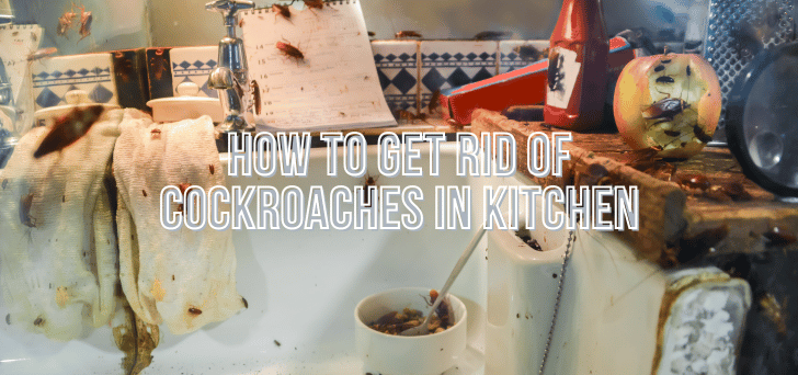 A DIY Guide on How to Naturally Get Rid of Cockroaches in Your Kitchen